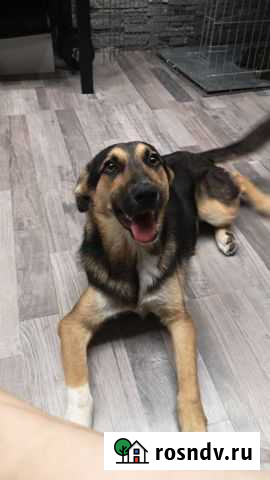 Маленькая собачка в добрые руки Калининград - изображение 1