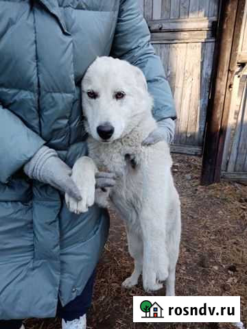 Охранная собака Кырен - изображение 1