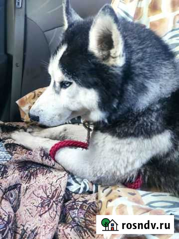 Найдена Хаски Ростов-на-Дону - изображение 1