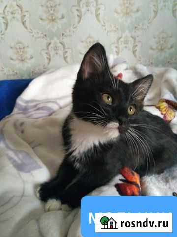 Котенок мальчик ищет дом Орехово-Зуево - изображение 1