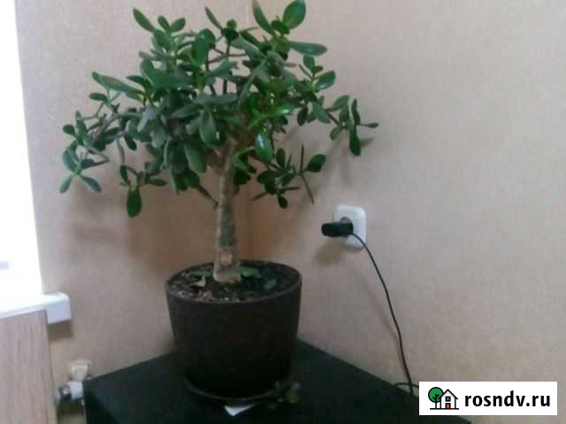 Денежное дерево Майкоп - изображение 1