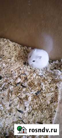 Джунгарский хомяк Нефтекамск - изображение 1