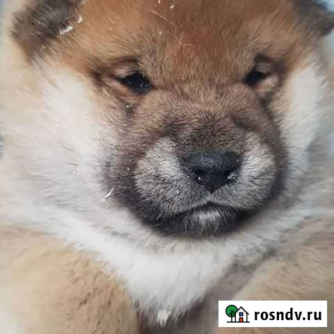 Щенки сиба ину Армавир - изображение 1