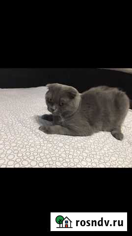 Шотландский кот вязка Петрозаводск - изображение 1