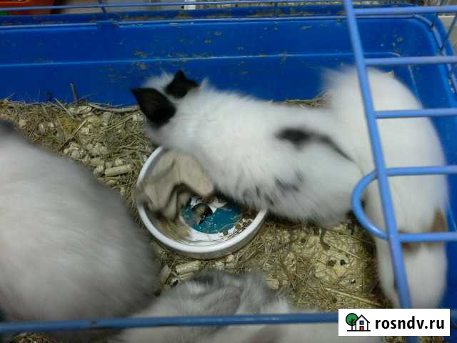 Кролики карликовые Тюмень - изображение 1