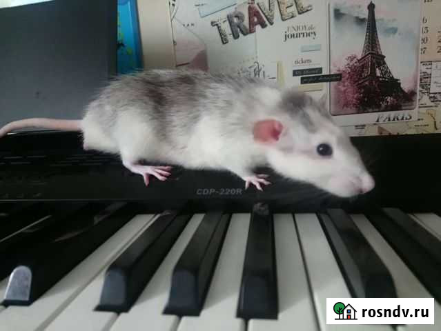 Крыса ищет девочку Краснодар - изображение 1