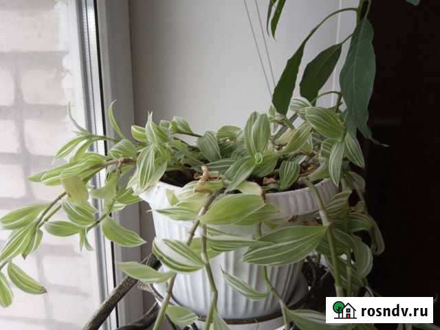 Традесканция Тула - изображение 1