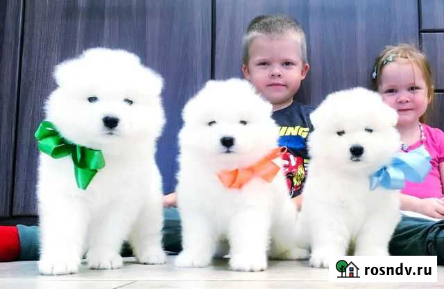 Самоедики Мишки (мальчики и девочки) Мурманск - изображение 1