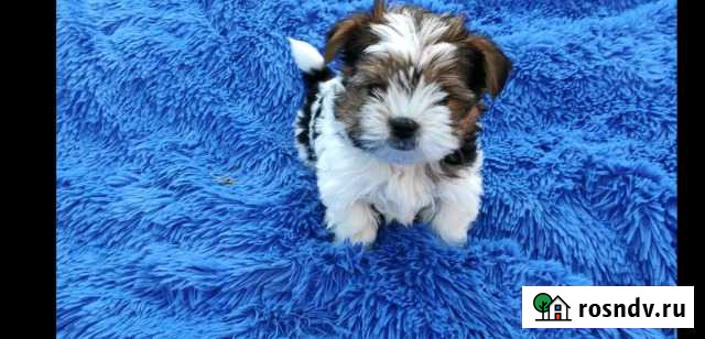 Бивер-йоркширский терьер Хабаровск - изображение 1