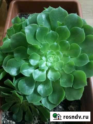 Суккуленты Таганрог - изображение 1