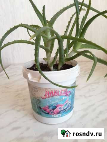 Алоэ Бийск - изображение 1