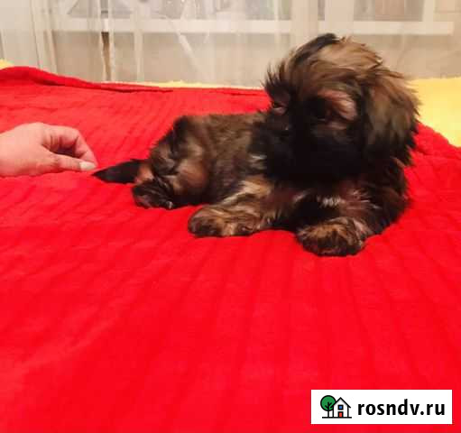 Собака Ши-тцу Дзержинский - изображение 1