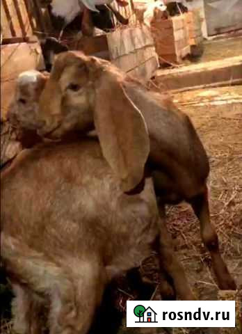 Камори козлики Курск - изображение 1