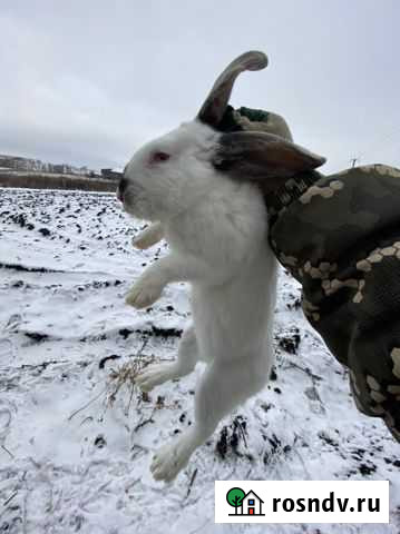 Кролики калифорнийские Ульяновск - изображение 1