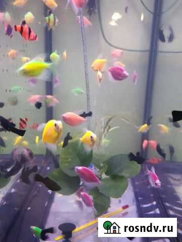 Аквариумы, рыба и аксесуары опт и розн Владикавказ - изображение 1