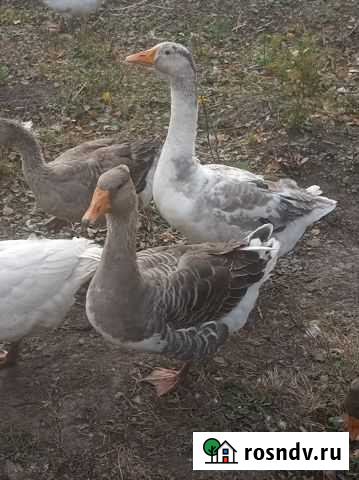 Гусь Новомосковск - изображение 1
