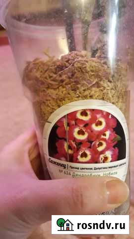 Дендробиум нобиле Тамбов - изображение 1