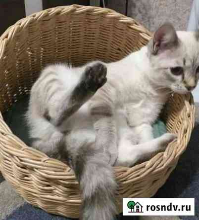 Лежанка для Майкоп