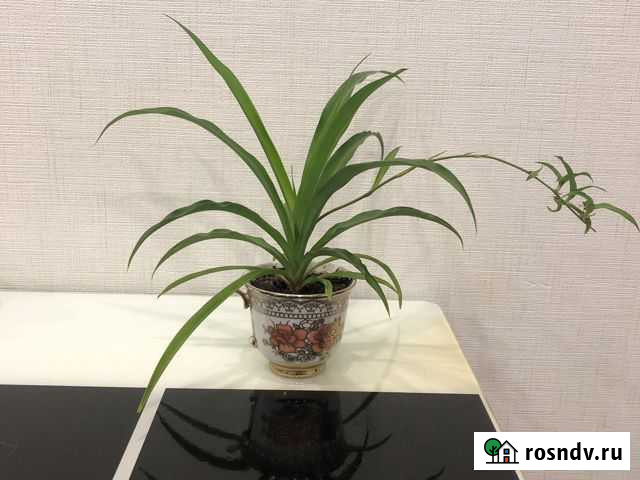 Хлорофитум Салават - изображение 1