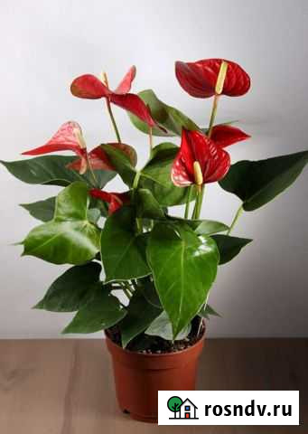 Комнатные цветы аунтуриум Набережные Челны - изображение 1