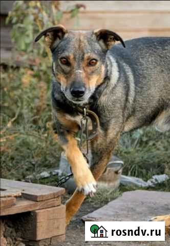 Собака два года сидит в приюте на цепи Саратов - изображение 1