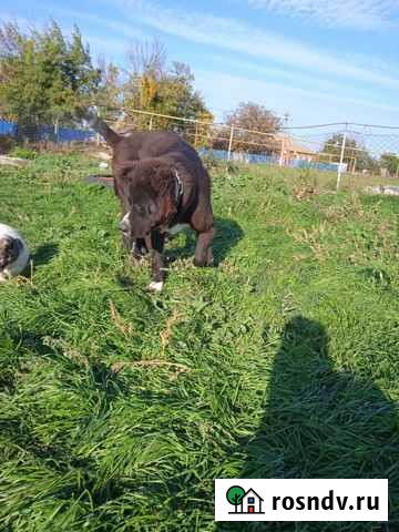Домашние животные собаки Староминская - изображение 1
