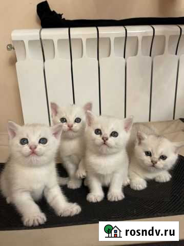 Британские котята Казань - изображение 1