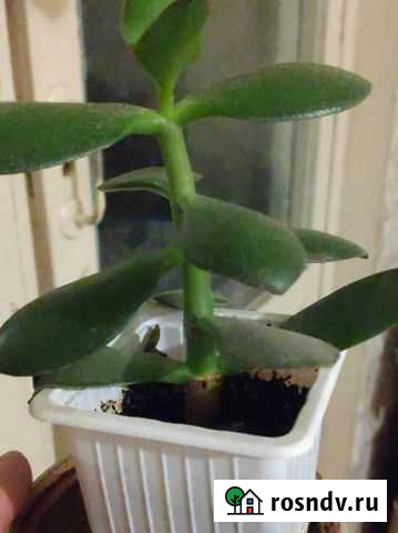 Крассула толстянка Каспийск - изображение 1