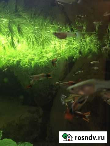 Рыба Большое Полпино - изображение 1