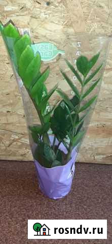 Замиокулькас, пальмы, кротон Кинешма - изображение 1