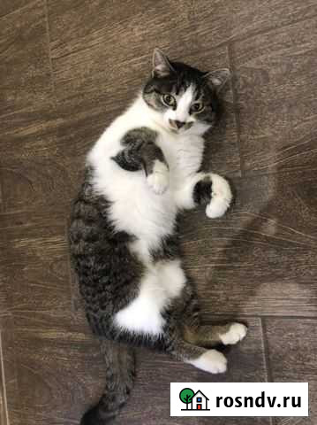 Котята в добрые руки Самара - изображение 1