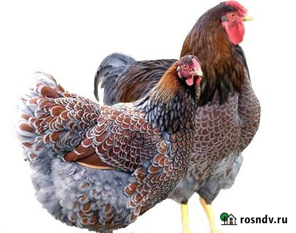 Инкубационное яйцо виандот Нижний Новгород - изображение 1