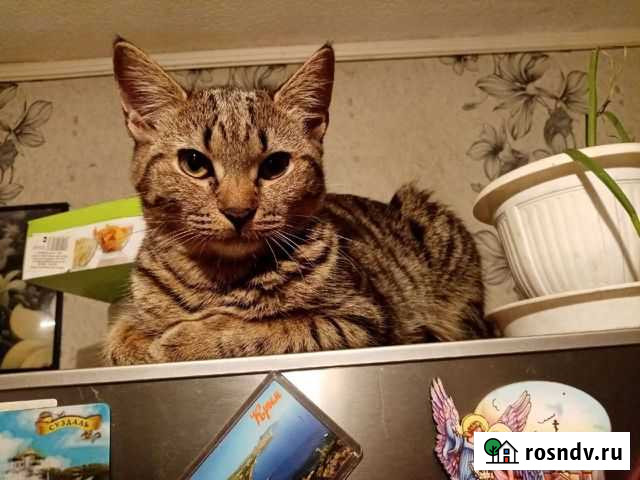 Кошка в дар Старый Оскол - изображение 1