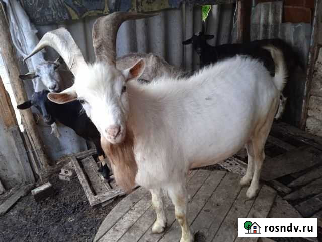 Продам двух комолых коз в одно хозяйство Белогорск - изображение 1