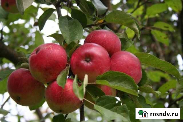 Саженцы плодовых, (весна 2022), крупный опт яблонь Мичуринск - изображение 1