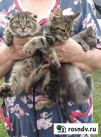Котята Алексеевка - изображение 1