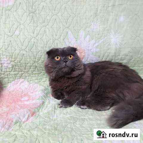 Породистый котик Томск