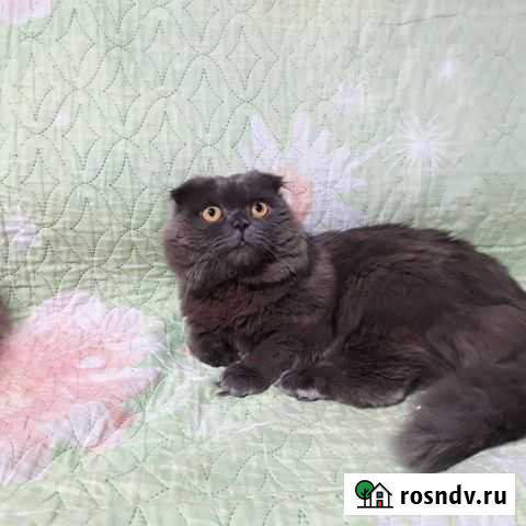 Породистый котик Томск - изображение 1