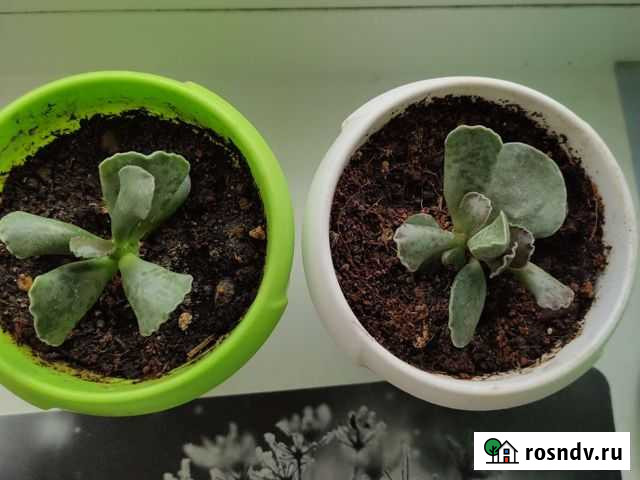 Суккуленты Дзержинск - изображение 1