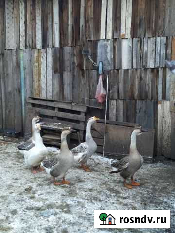 Гуси Донской - изображение 1