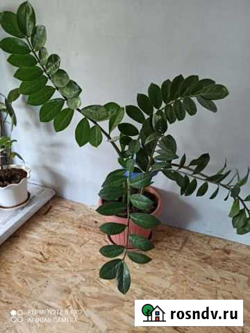 Цветы замиокулькас Усмань - изображение 1