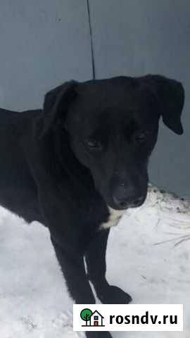 Собака в добрые руки Кашира - изображение 1