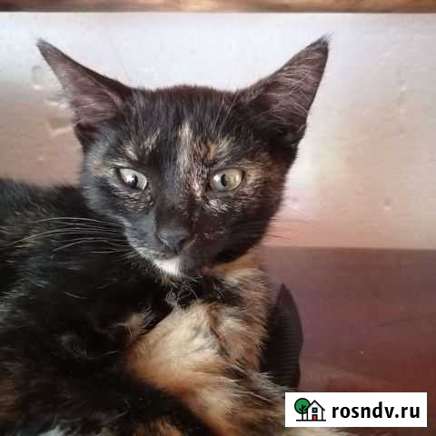 Кошечка для Счастья Севастополь - изображение 1