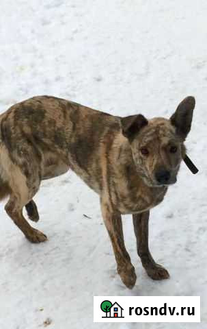 Особенный Капитоша ищет дом Омск - изображение 1