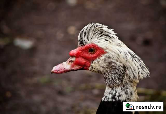 Самцы Индоутки на племя в Лобне Москва - изображение 1