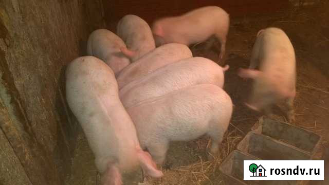 Поросята Бор - изображение 1