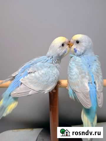 Радужные птенцы волнистого попугая Тихвин - изображение 1