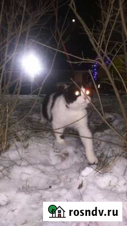 Кот Ростов-на-Дону - изображение 1
