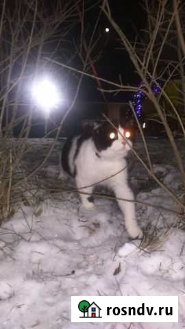 Кот Ростов-на-Дону - изображение 1