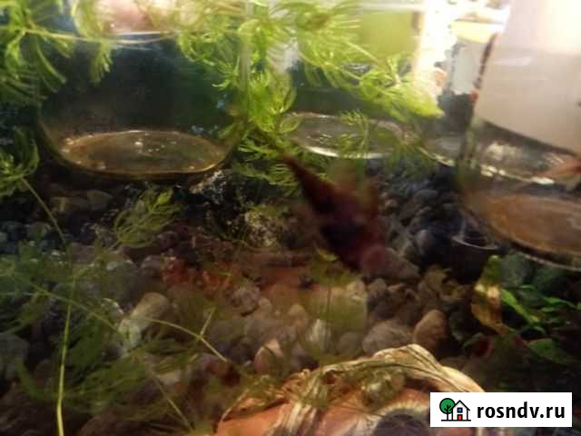 Аквариумные рыбки Йошкар-Ола - изображение 1